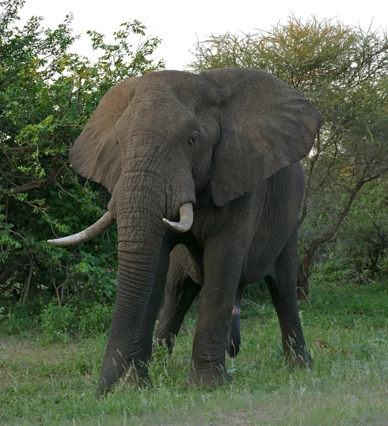 African elephant standing side-on in front of green scrub, its curved tusks and wide ear clearly visible