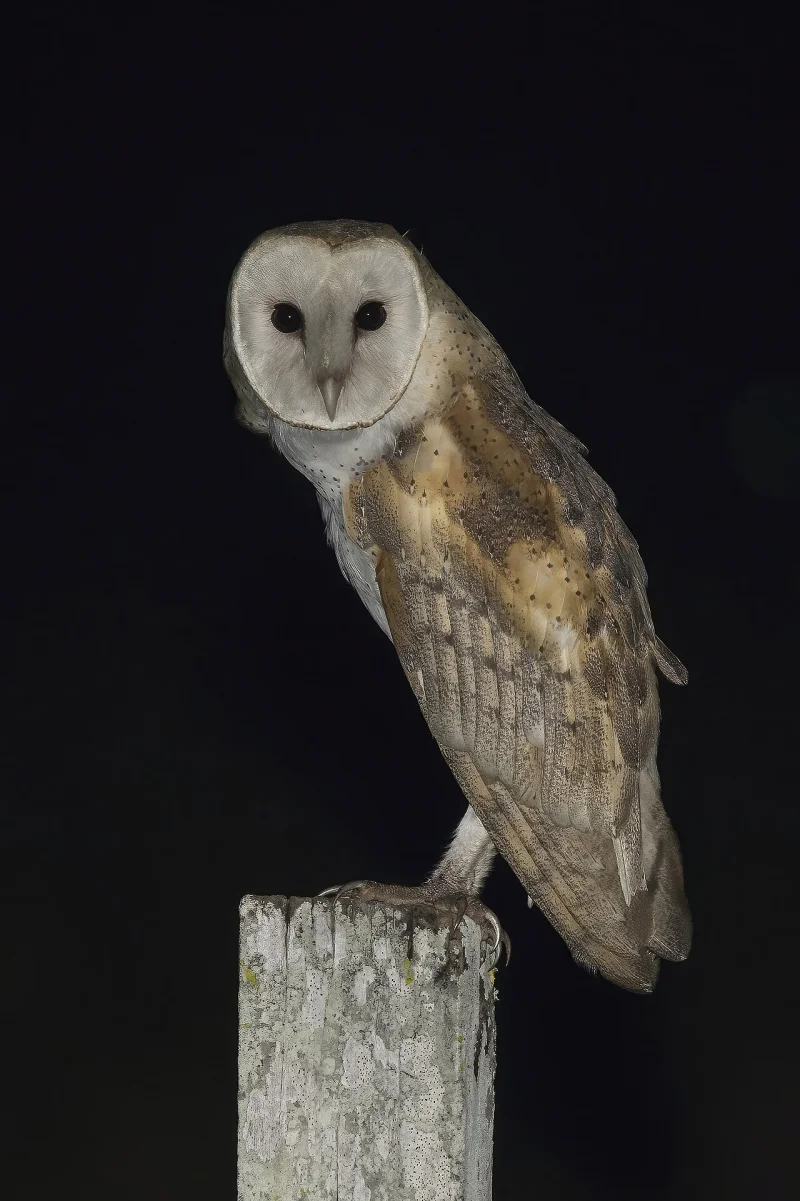 Barn owl perched on a wooden post against a black background, its pale heart-shaped face turned forward