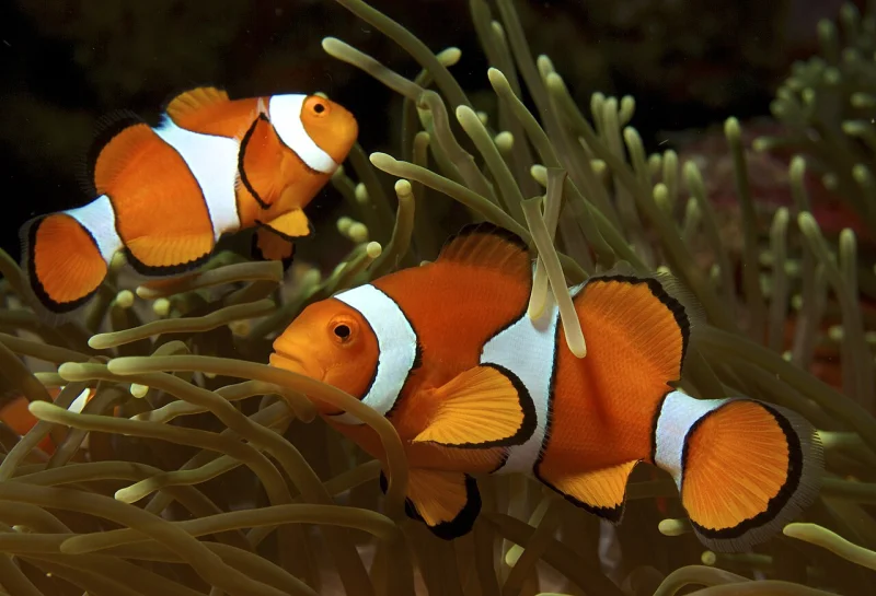 Two clownfish among the tentacles of a sea anemone, orange bodies crossed by white bands
