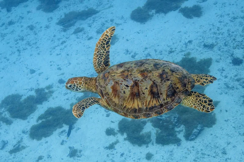 Green sea turtle swimming in shallow turquoise water, seen from above with all four flippers out