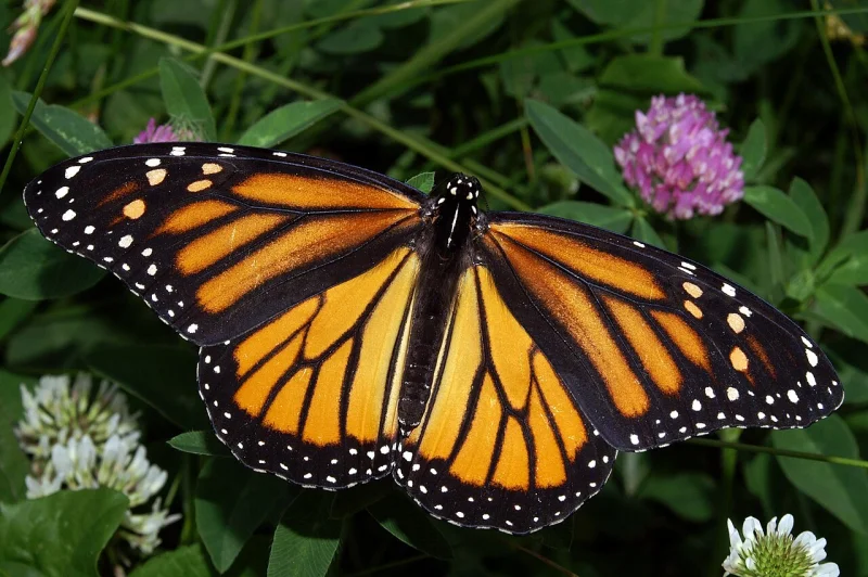 Monarch butterfly resting on a clover flower with wings spread flat, orange panels veined in black and edged with white spots