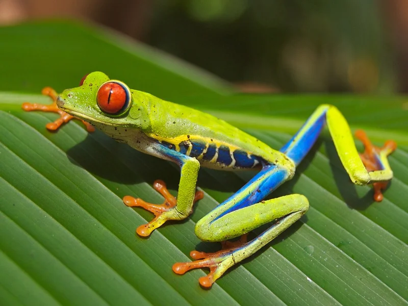 Red-eyed tree frog on a broad green leaf, one red eye wide open above blue flanks and orange feet